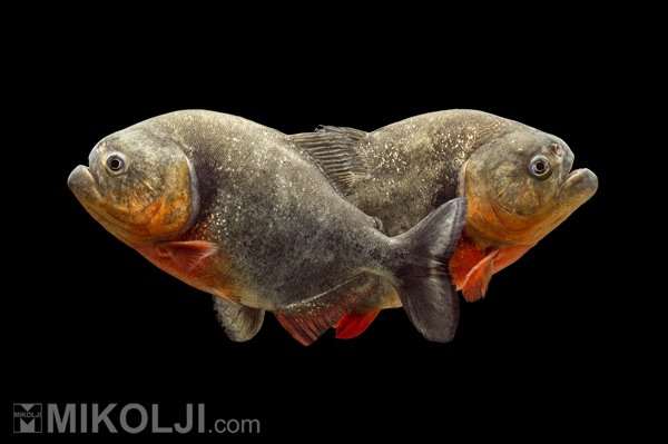 Piranha in the aquarium