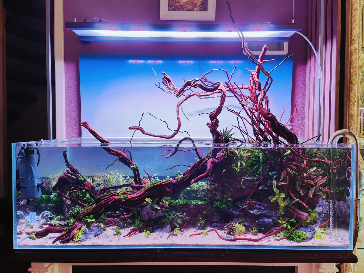 Příspěvek na Instagram od @aquascapebarendrecht