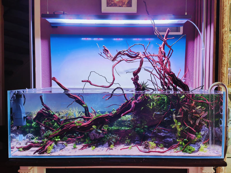 Příspěvek na Instagram od @aquascapebarendrecht