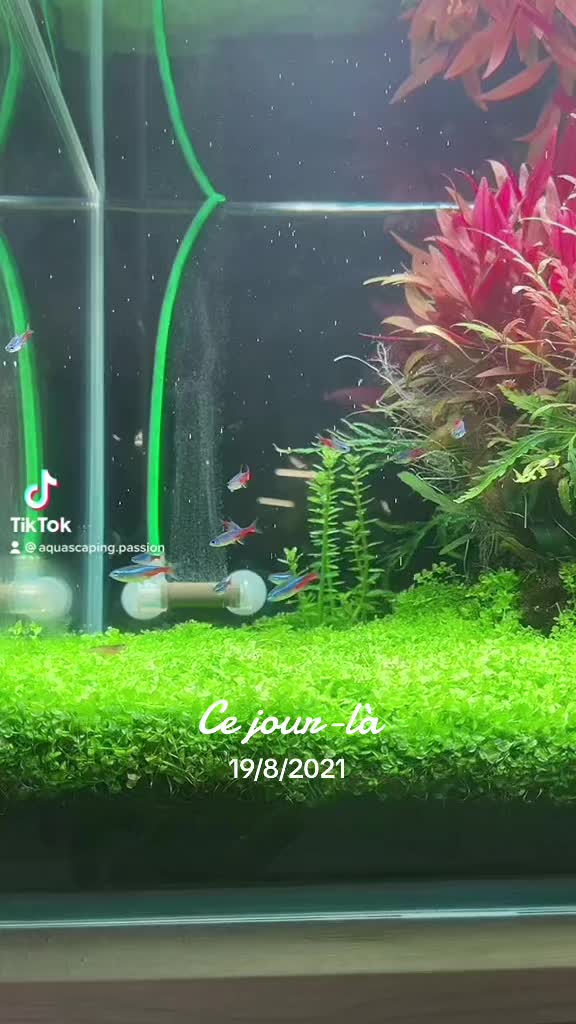 Video na TikTok od @aquascaping.passion