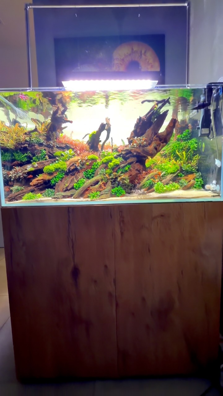 Příspěvek na Instagram od @aquascaping.passion